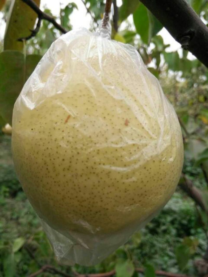 梨200~250g膜袋