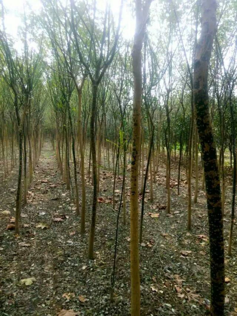 大量出售8-15公分国槐，树形精品