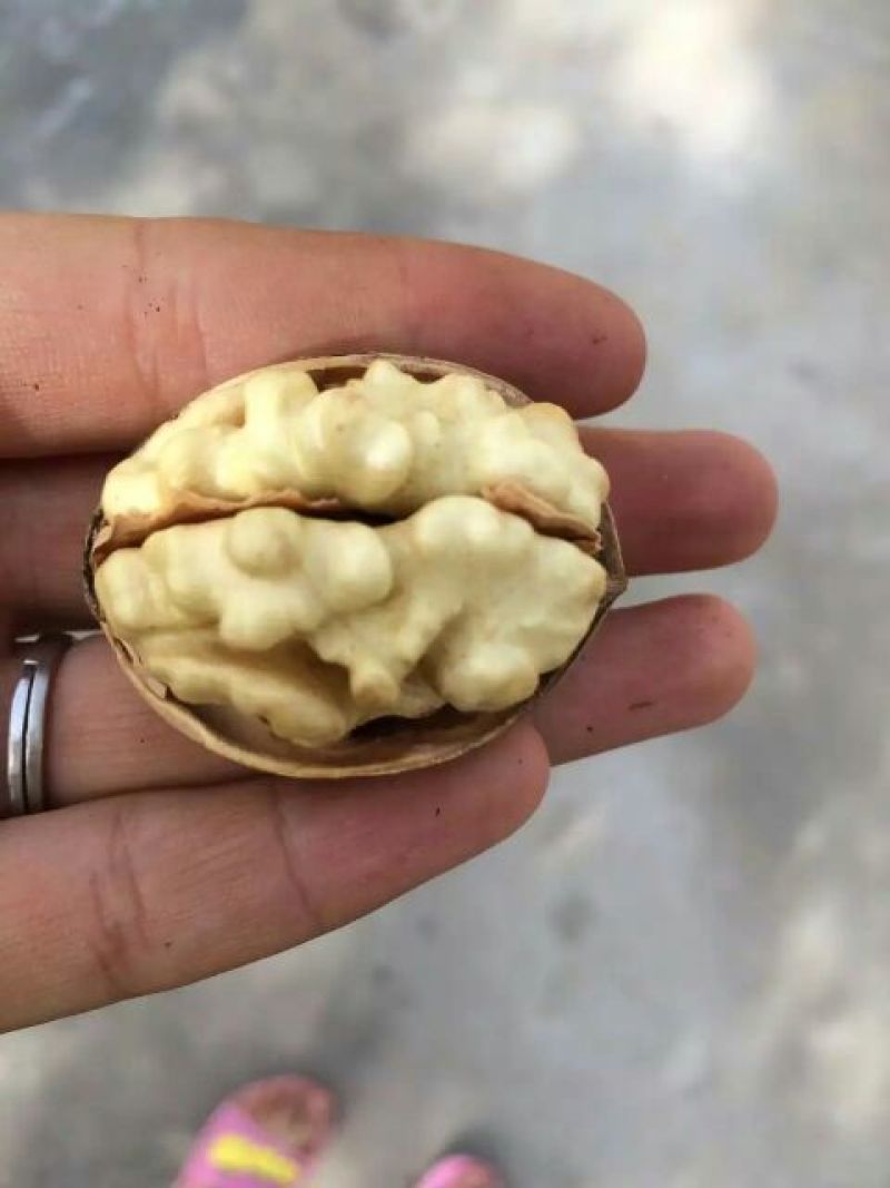 新疆185核桃30mm以上去皮干