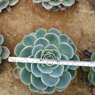 多肉植物不含盆