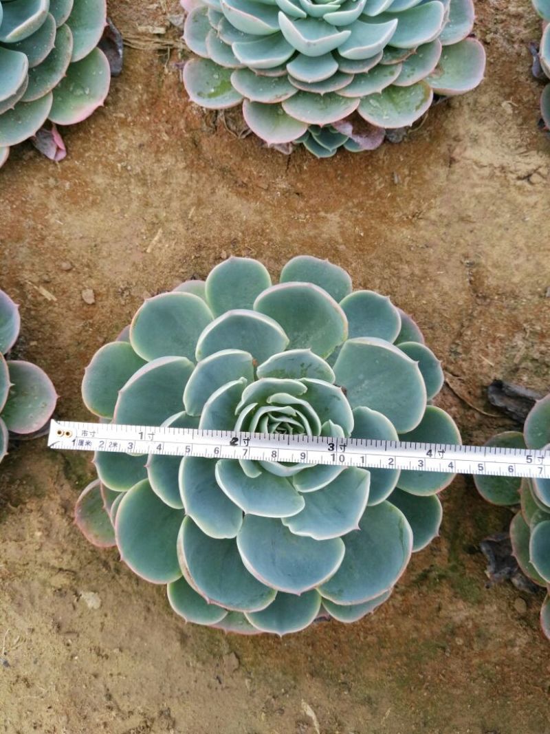 多肉植物不含盆