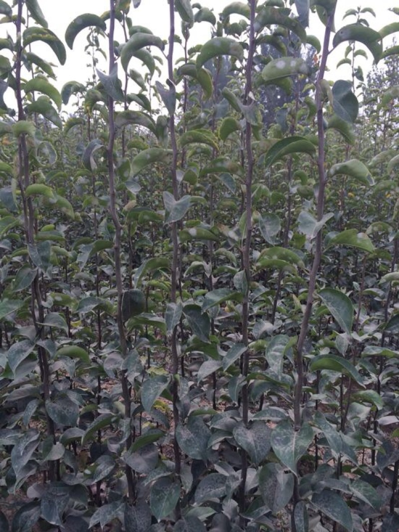 河北馆陶皇冠梨树苗基地直供质量保证成活率高提供技术指导