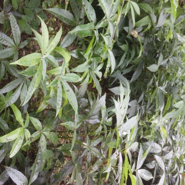 七叶树苗七叶树苗七叶树七叶树苗七叶树苗七叶树