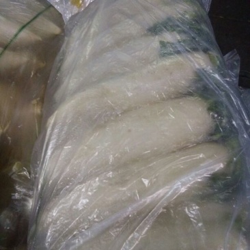 白萝卜2~2.5斤起