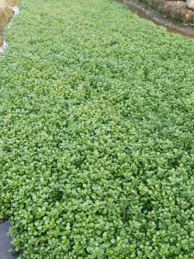 豆瓣菜