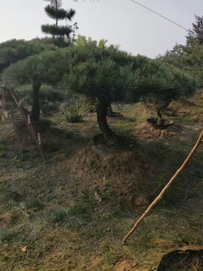 造型松造型景松造型黑松泰山景松