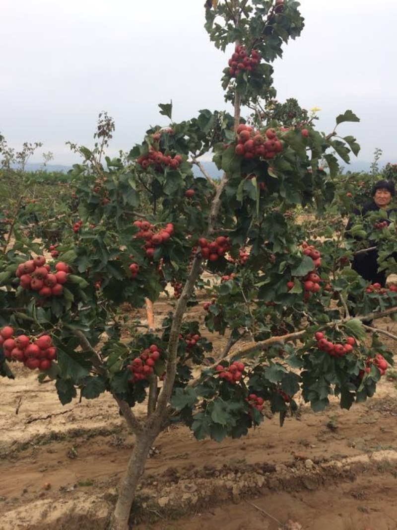 大金星山楂20~25克大量上市