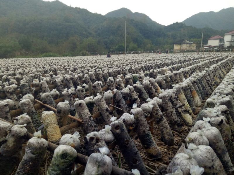 黑山秋耳一级
