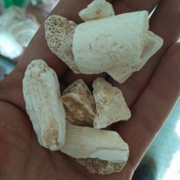龙骨