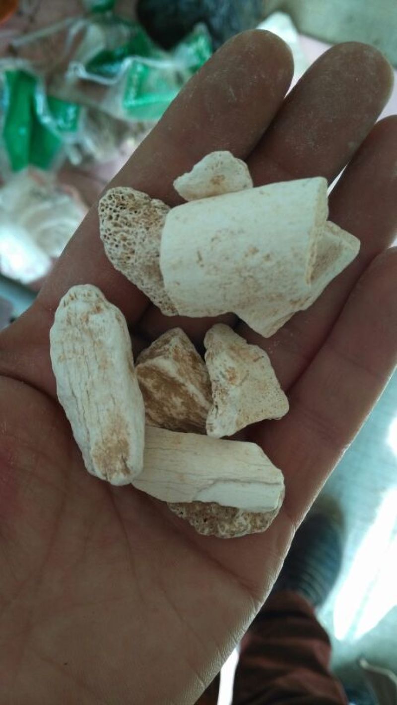 龙骨