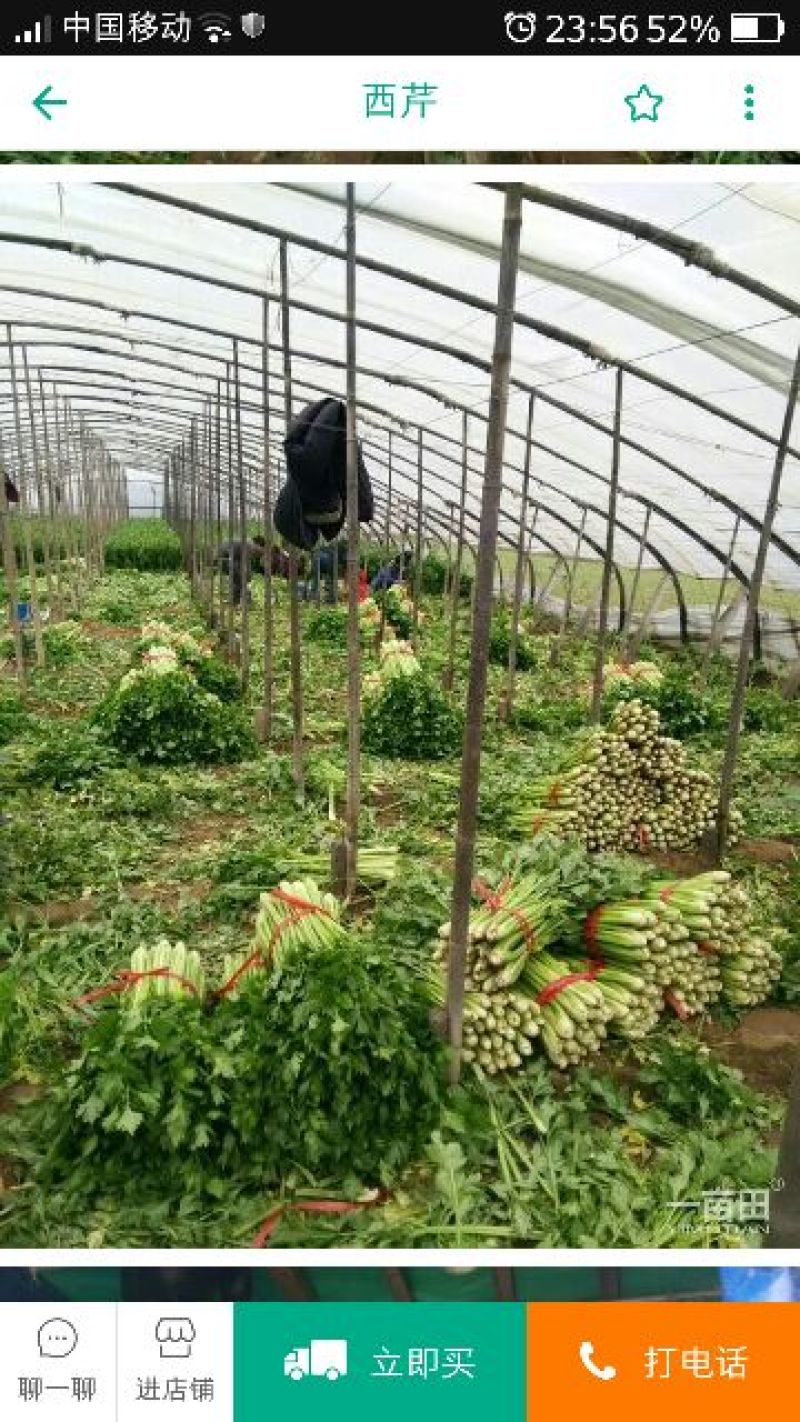 精品芹菜