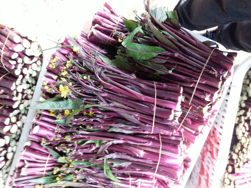 红菜苔20~30厘米