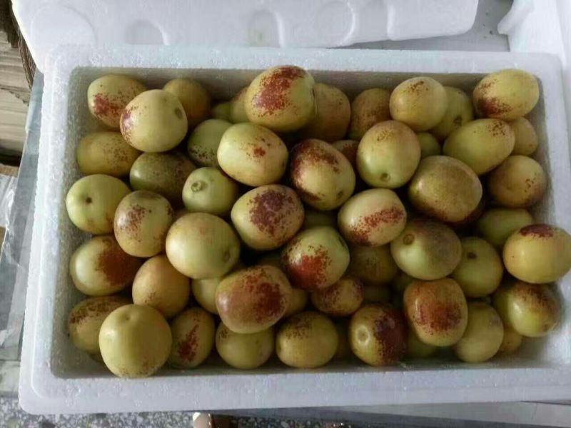 大荔冬枣拐一