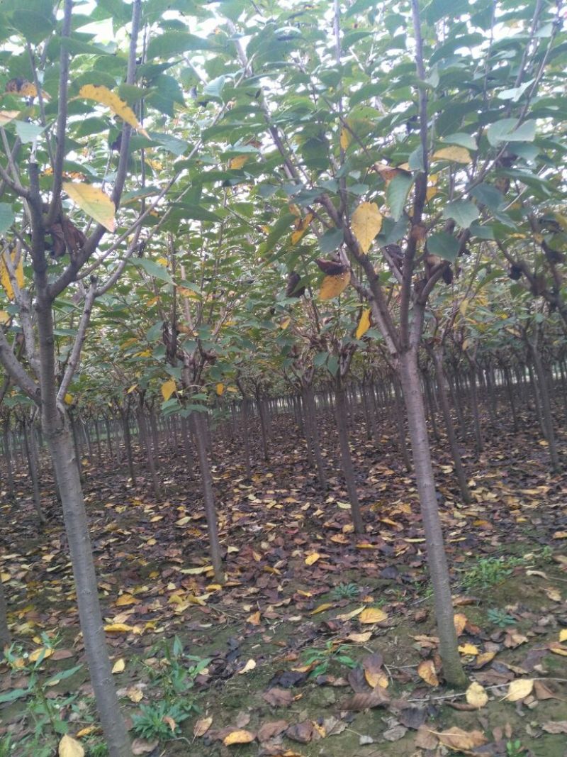 日本樱花樱花树晚樱规格齐全树型优美3-15公分