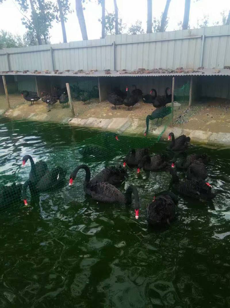 肉马