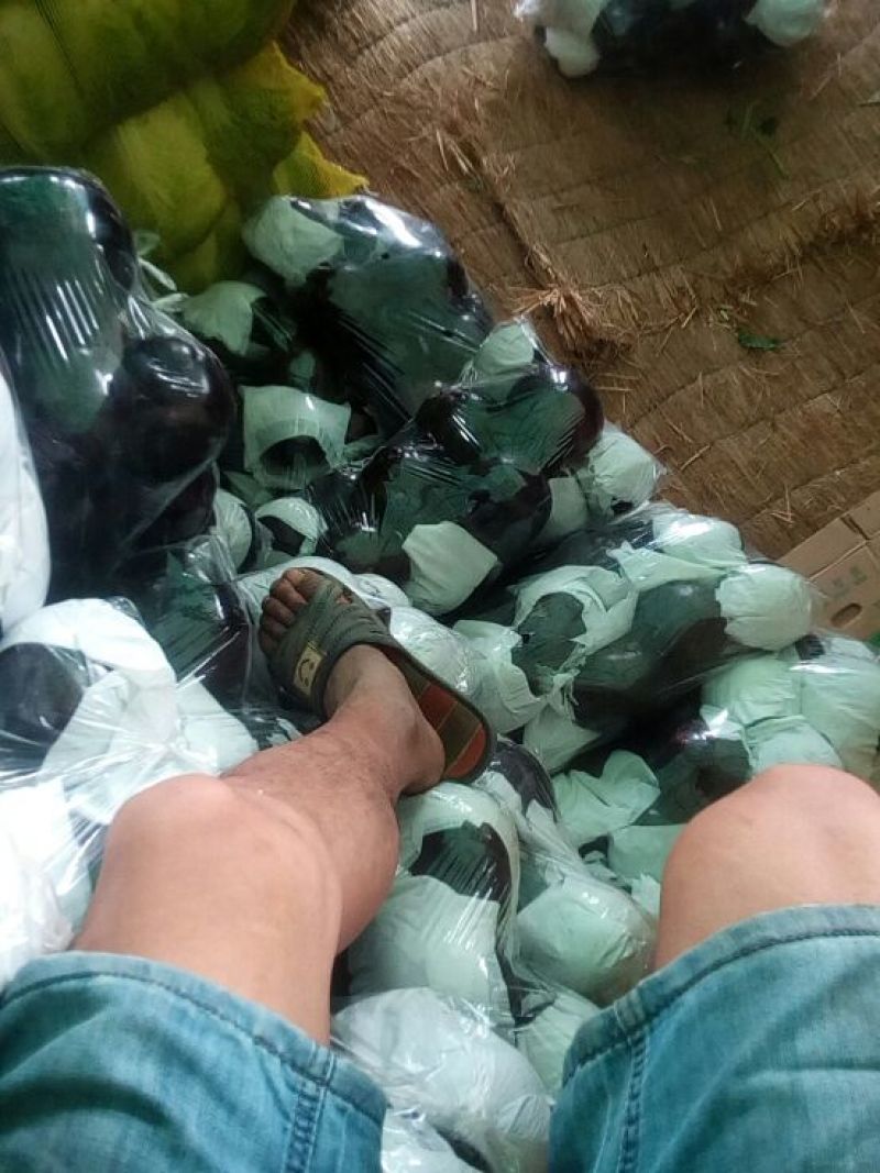 茄子5两以上大量上市