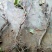 葡萄树80~110cm