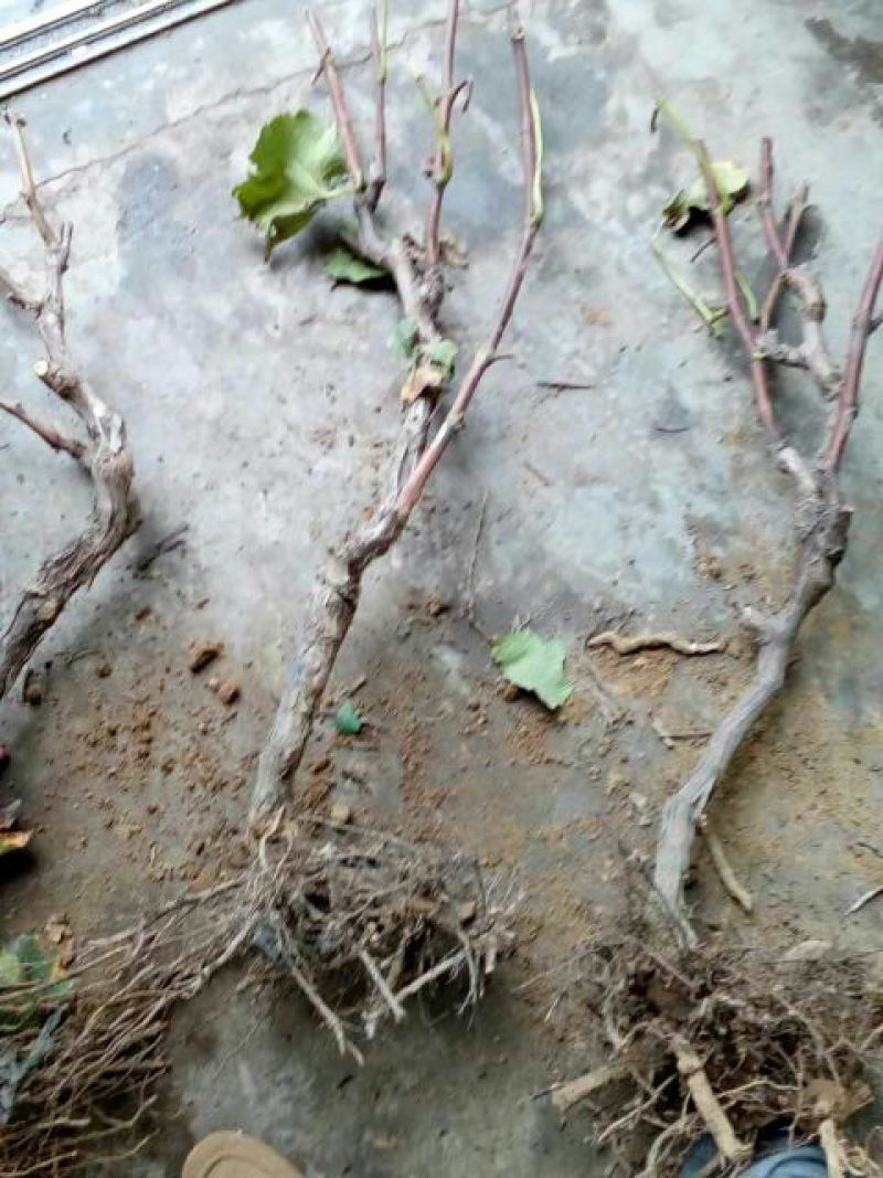 葡萄树80~110cm