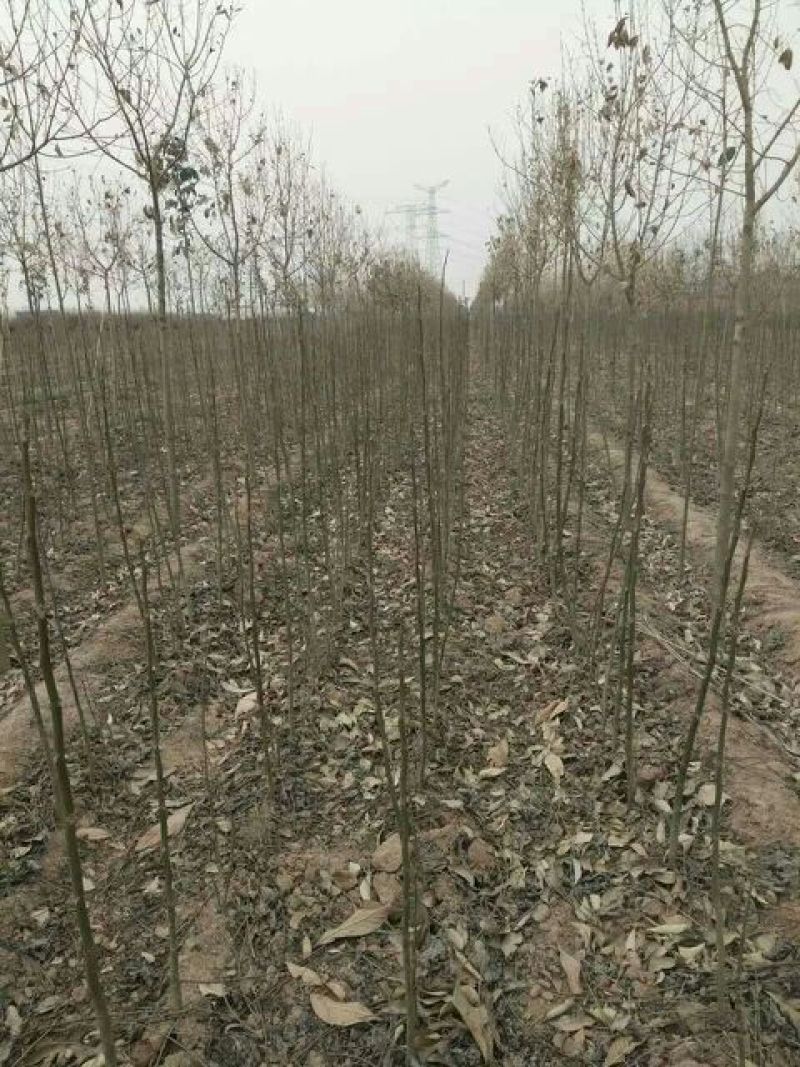 薄皮核桃树清香核桃树，8518核桃树，香岭核桃树。