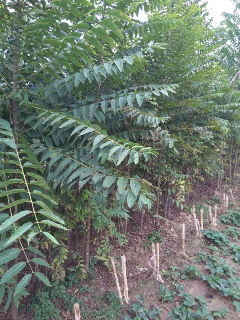 红油香椿苗80cm以上大棚