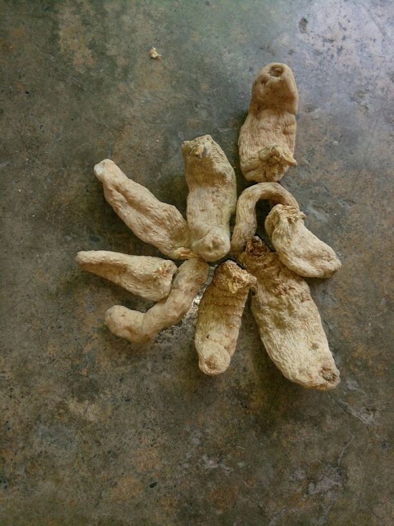 野生天麻特级