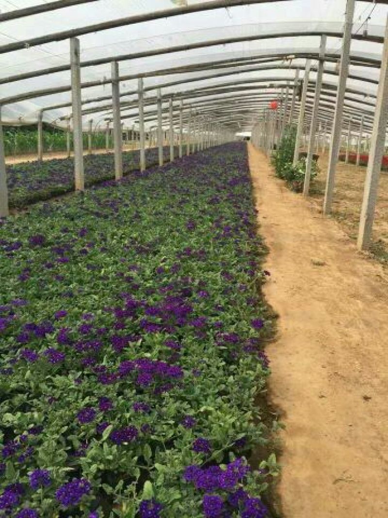 夏堇种苗夏堇小苗盆栽夏堇夏堇基地夏堇产地