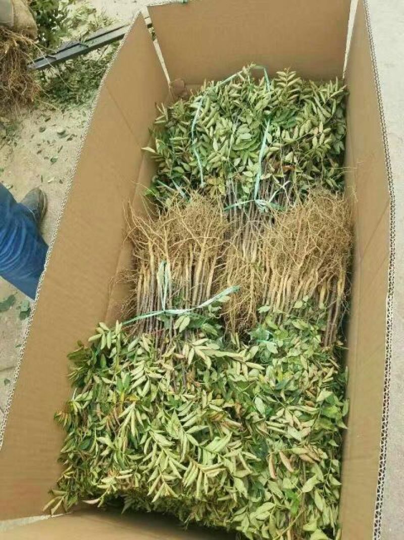 花椒苗0.5~1年