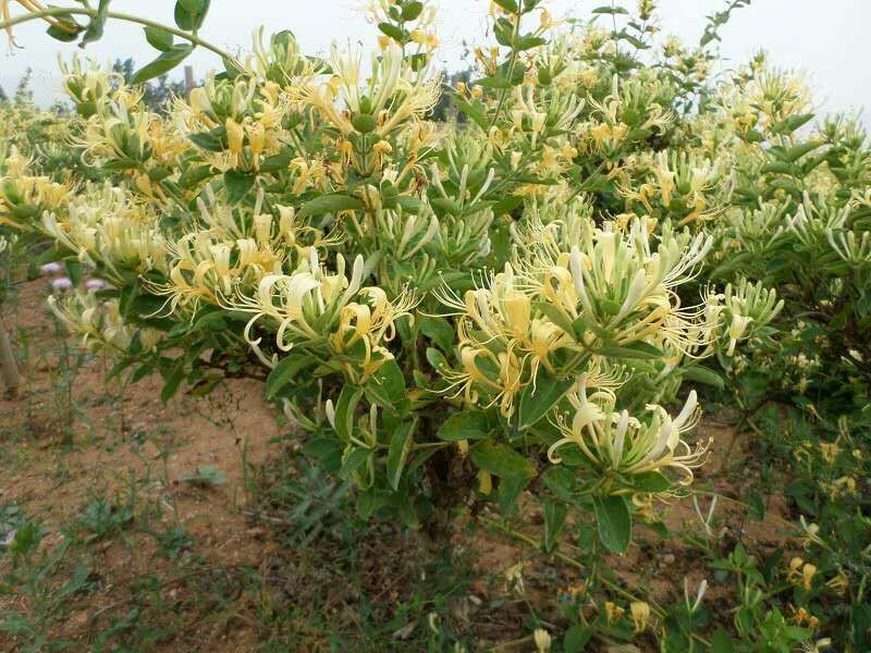金银花苗40~50cm
