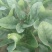 名门菠菜