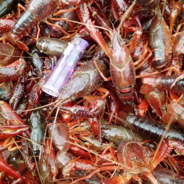 小龙虾食用8~10钱活虾
