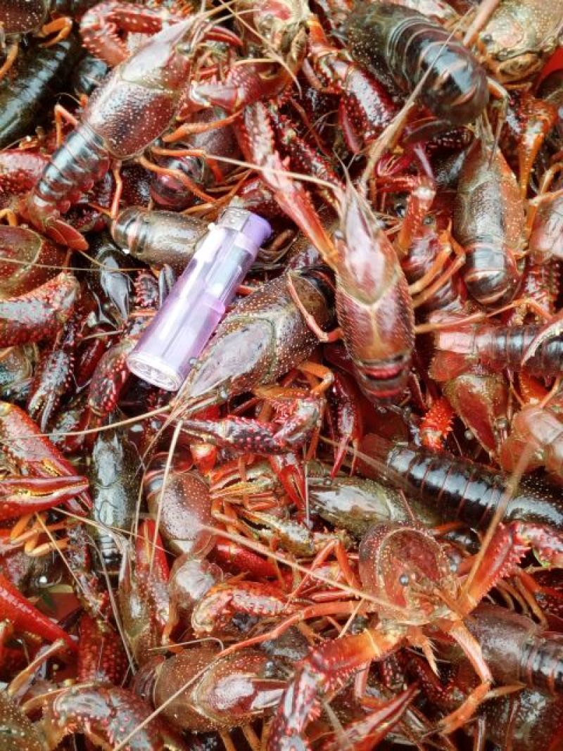 小龙虾食用8~10钱活虾
