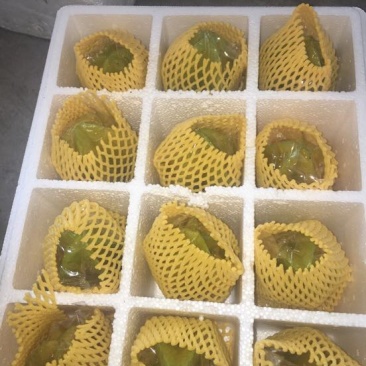 红杨桃