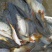 河鲤鱼食用1~2公斤