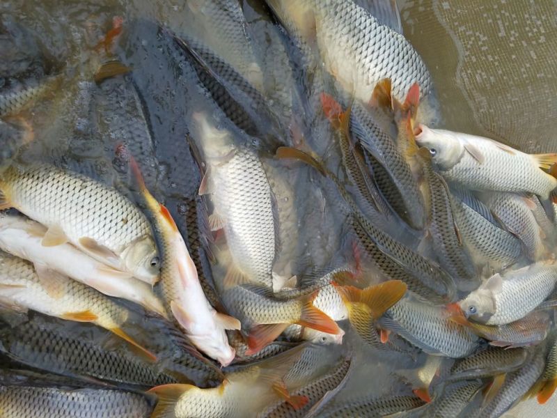 河鲤鱼食用1~2公斤