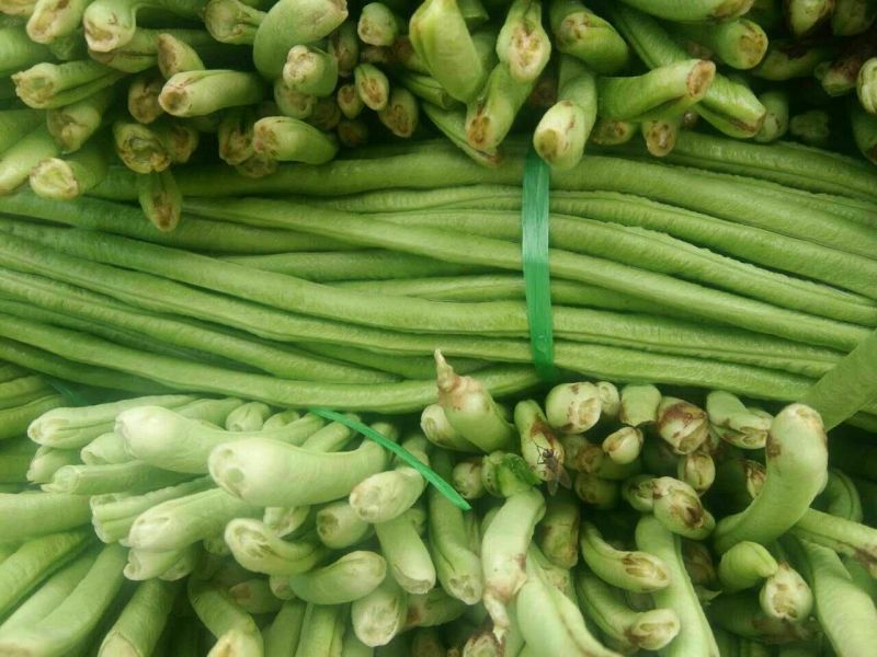 长豆角60厘米起，青条豆角保质保量，欢迎新老顾客来选购，