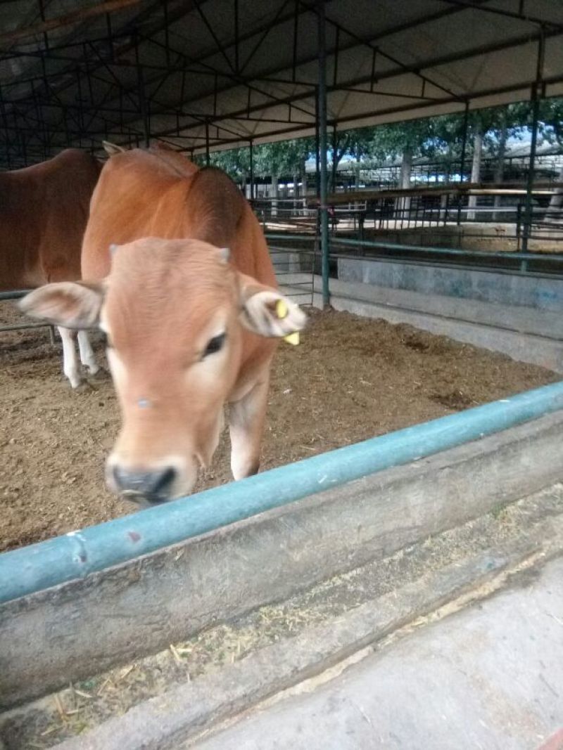 鲁西黄牛100~200kg