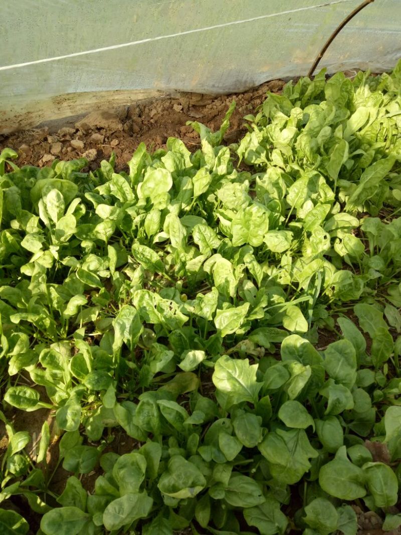 大叶菠菜20~25厘米