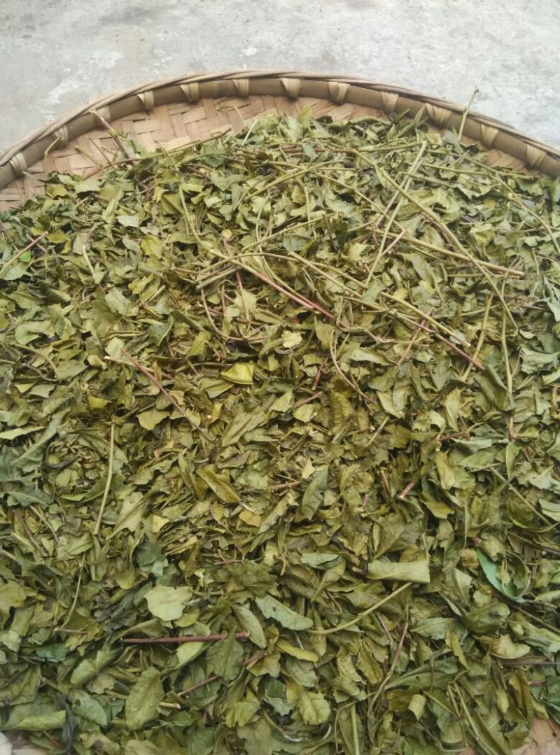 川茶末茶