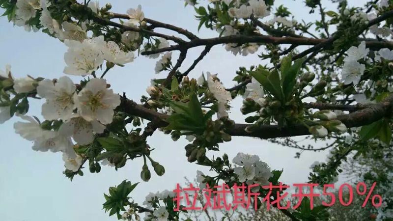 车厘子苗，齐早，美早，俄罗斯八号，鲁樱3号