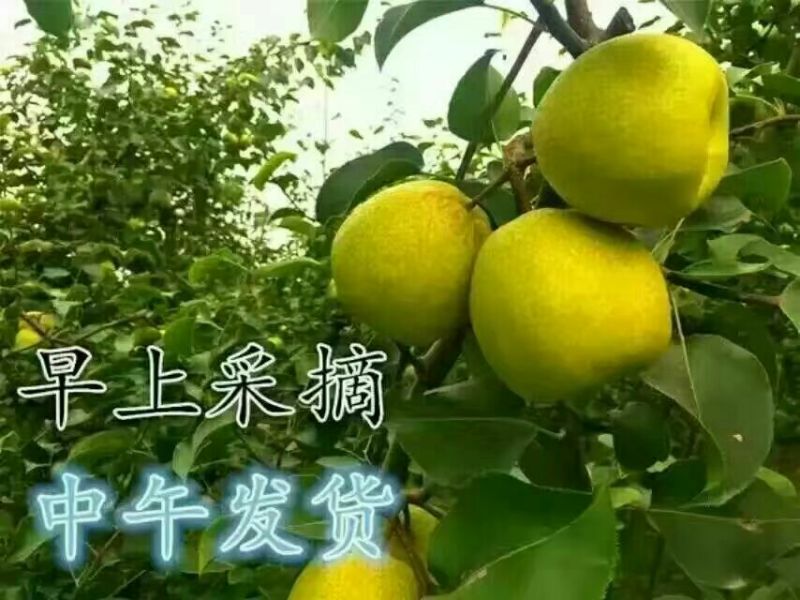 砀山梨250~300g筐装