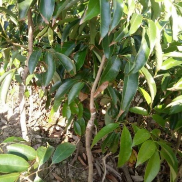 荔枝苗桂味无核糯米糍妃子笑