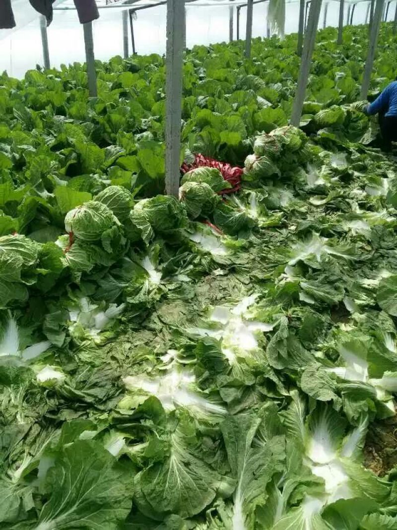 大白菜