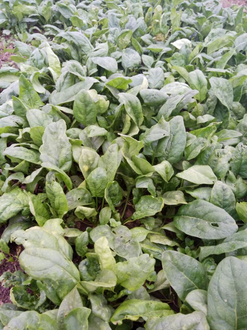 大叶菠菜10~15厘米