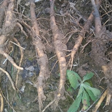 油用牡丹苗基地供应10~20cm