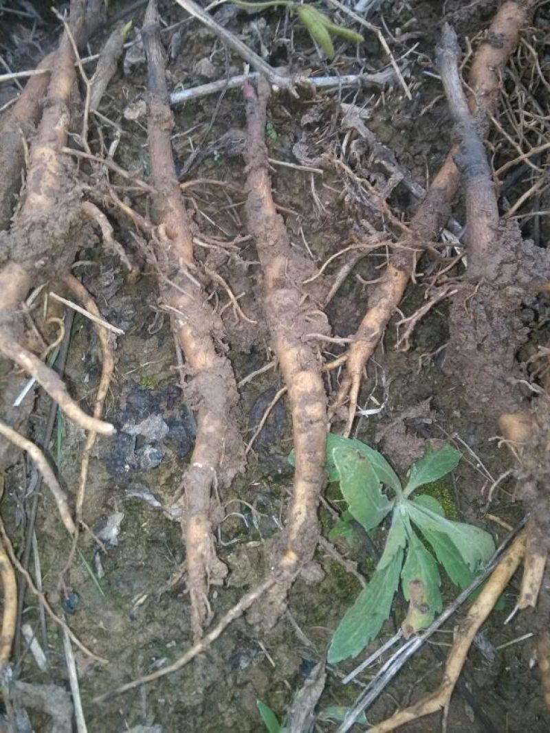 油用牡丹苗基地供应10~20cm
