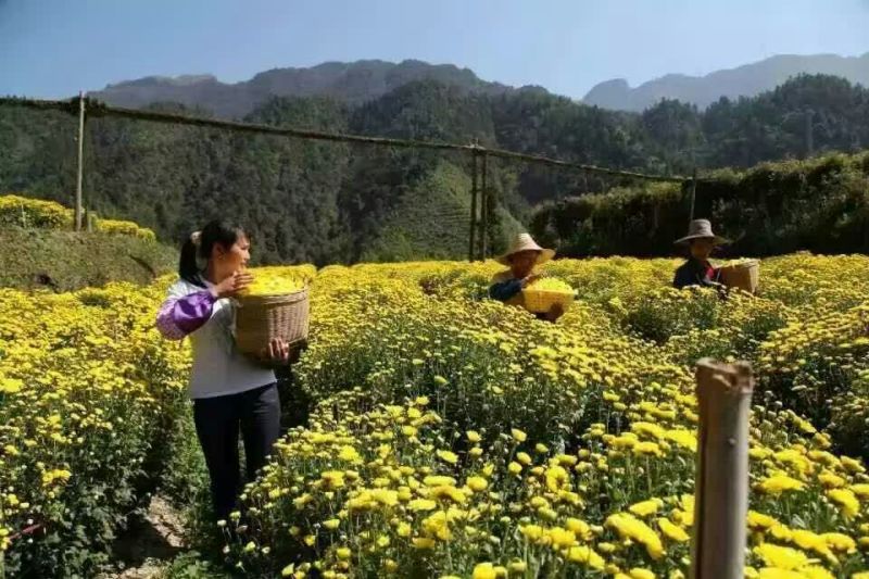 皇菊茶一级