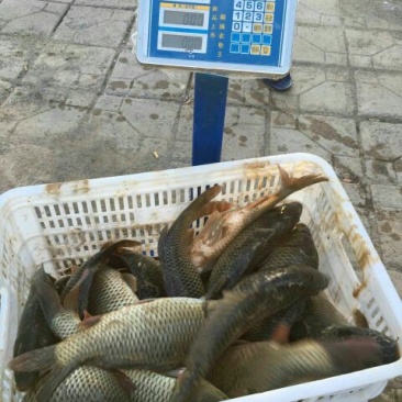 池鲤鱼食用1~2公斤