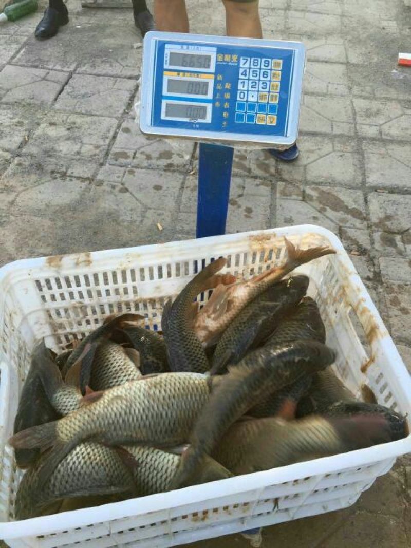 池鲤鱼食用1~2公斤