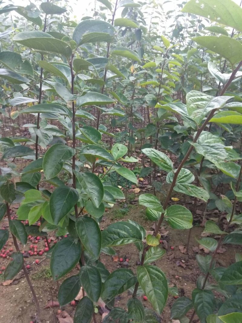 新东阳甜柿子树苗80~100cm