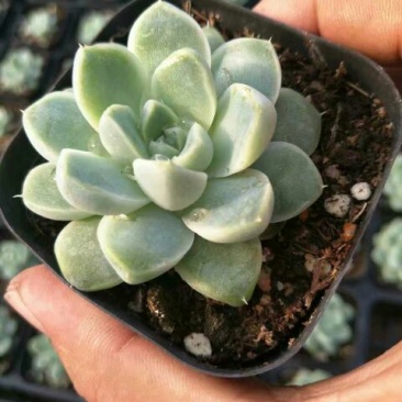 多肉植物带盆栽好